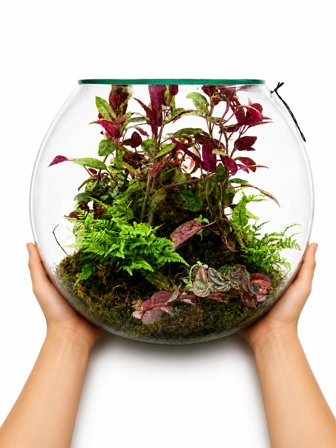 Alternanthera Red Ruby Closed Terrarium – Premium Tropical Ecosystem in Glass Bowl 35x40cm