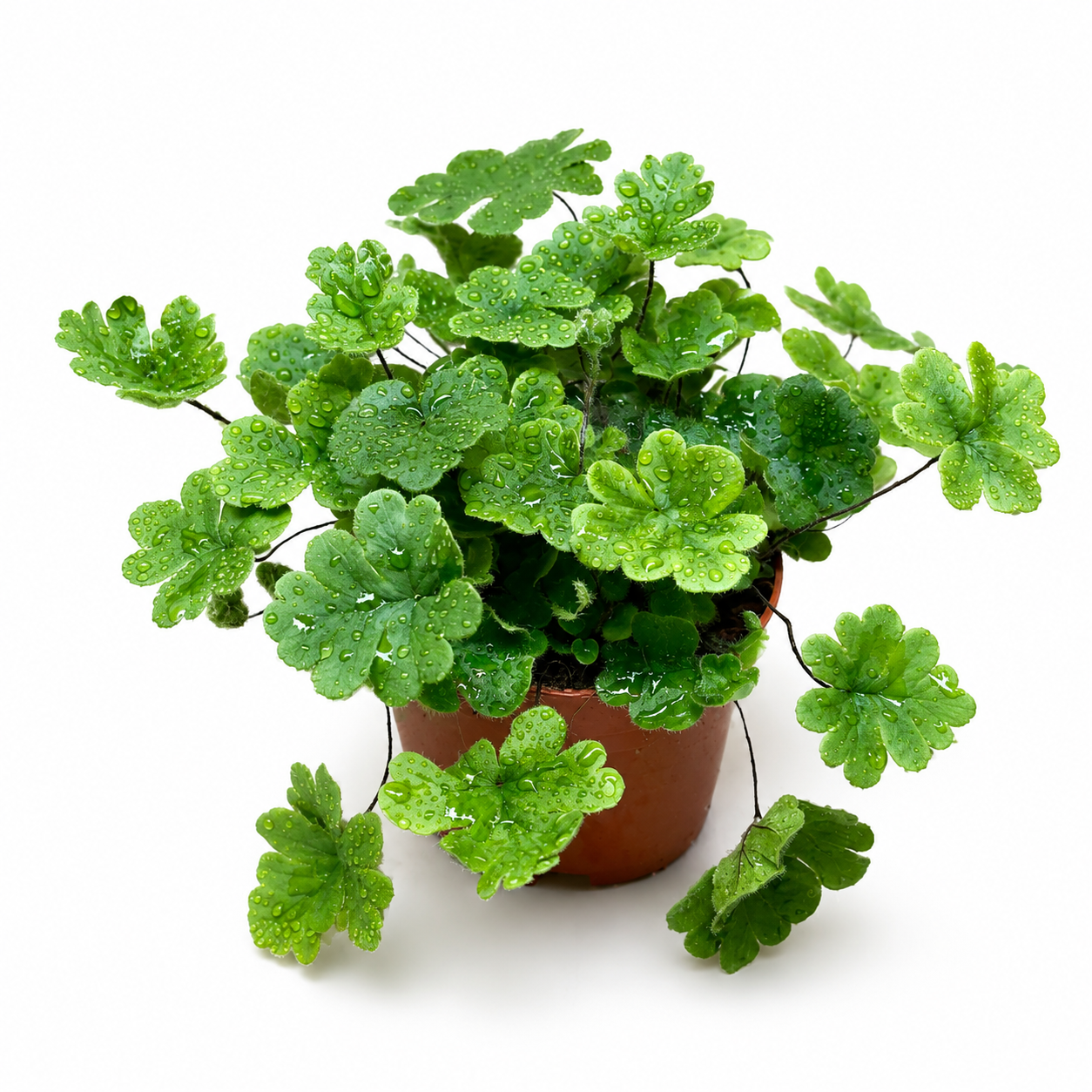 Maidenhair Spleenwort Fern – Lush Live Indoor Foliage Plant in Nursery Pot