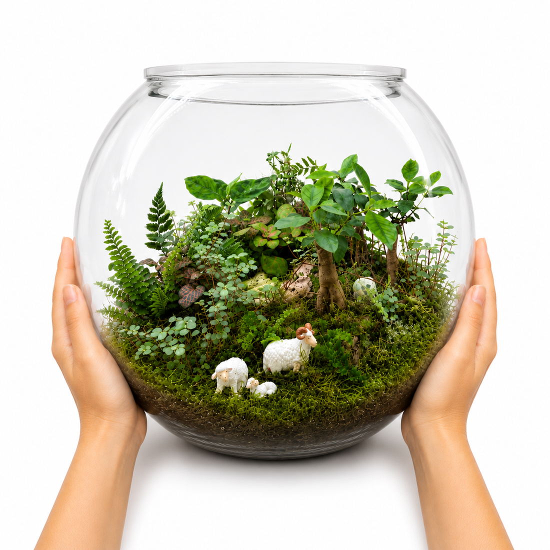 Ficus Microcarpa Forest Closed  Terrarium – Miniature Woodland Ecosystem in Glass 35x40cm