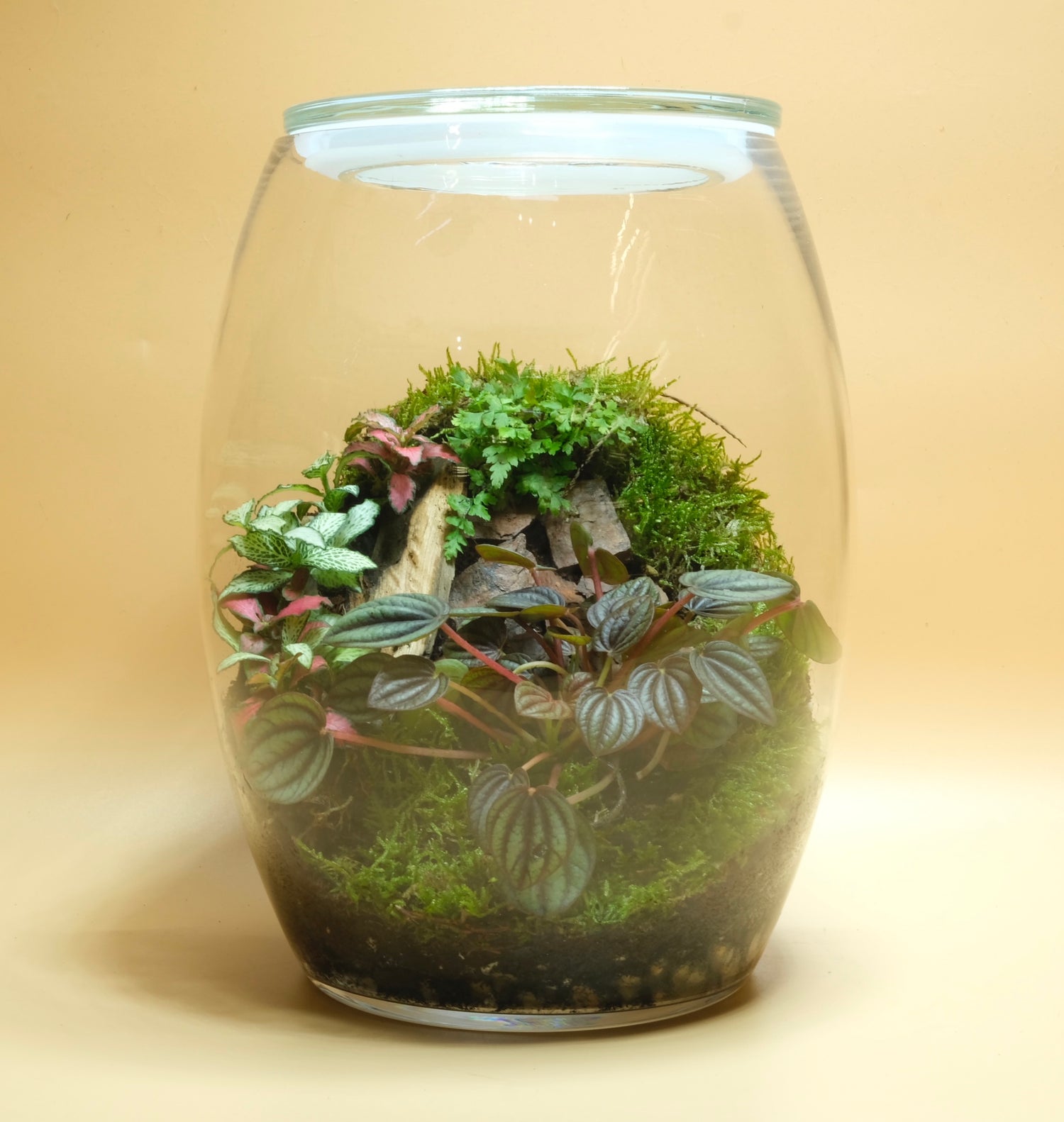 Secret Base Terrarium