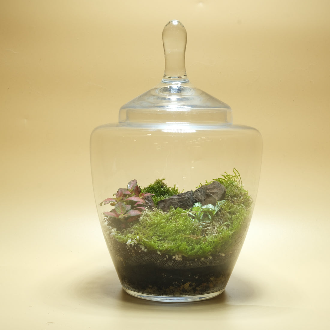 Red Riot Rock Terrarium