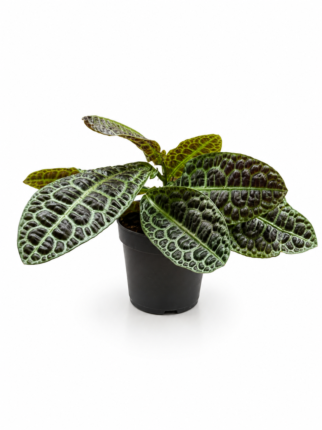 Jewel Orchid Macodes Petola – Metallic Vein Tropical Indoor Plant