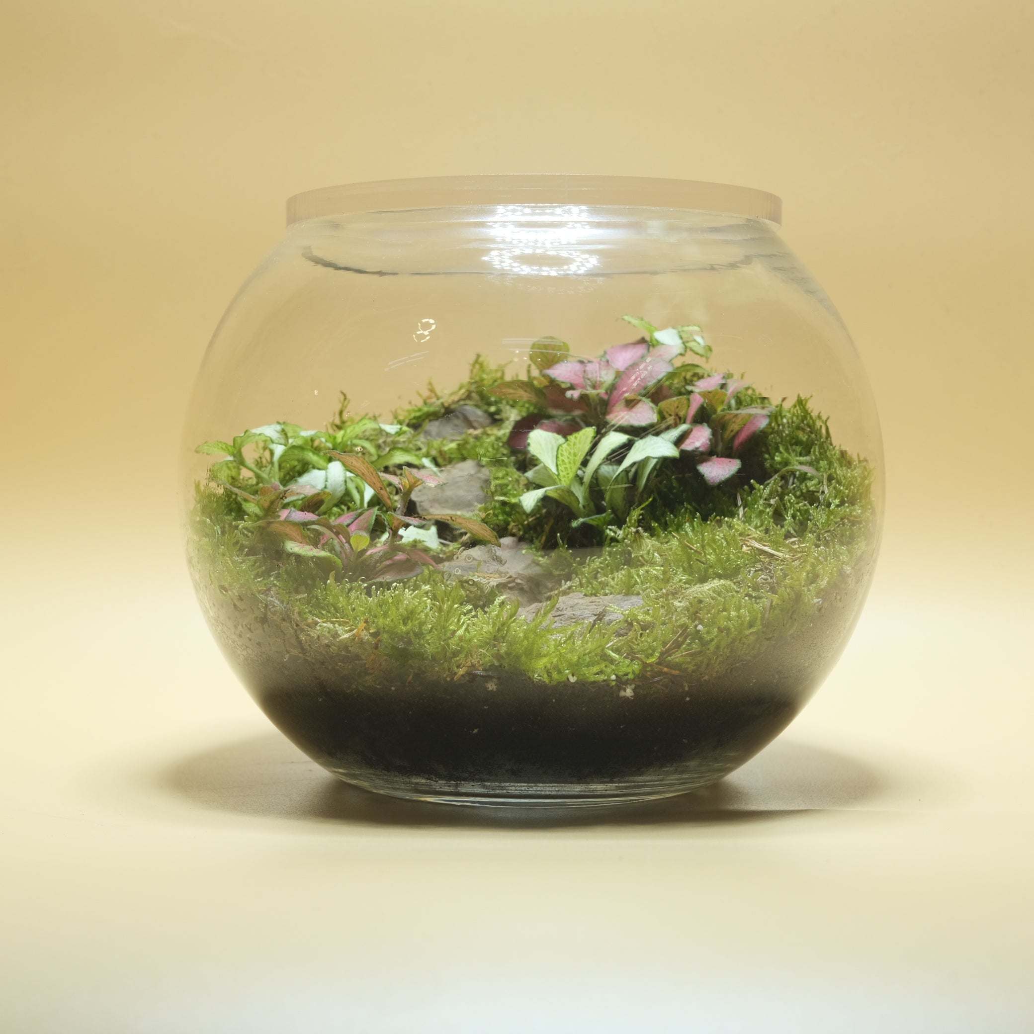 Rock Walk Bubble Terrarium