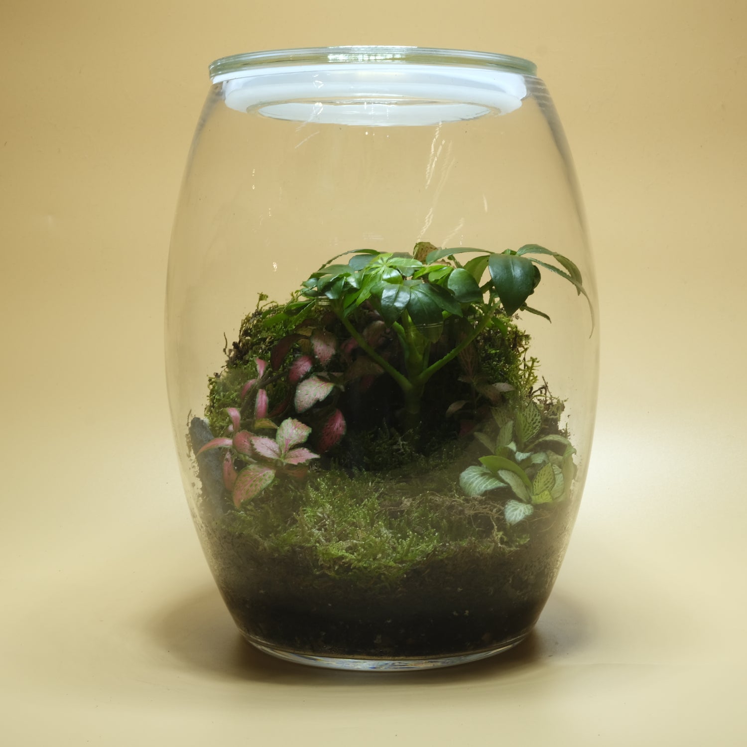 Colorful Garden Terrarium