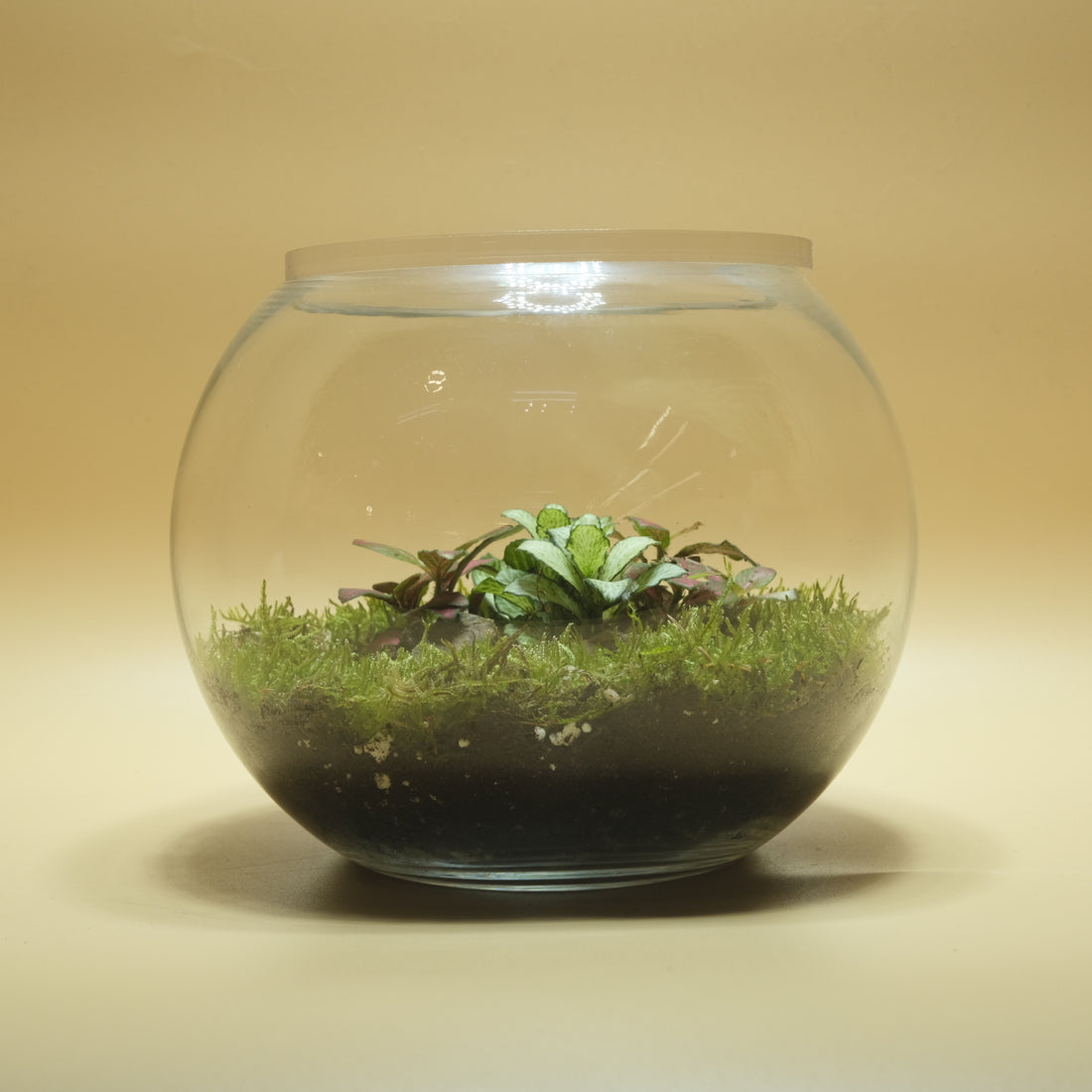 Landscape Bubble Terrarium