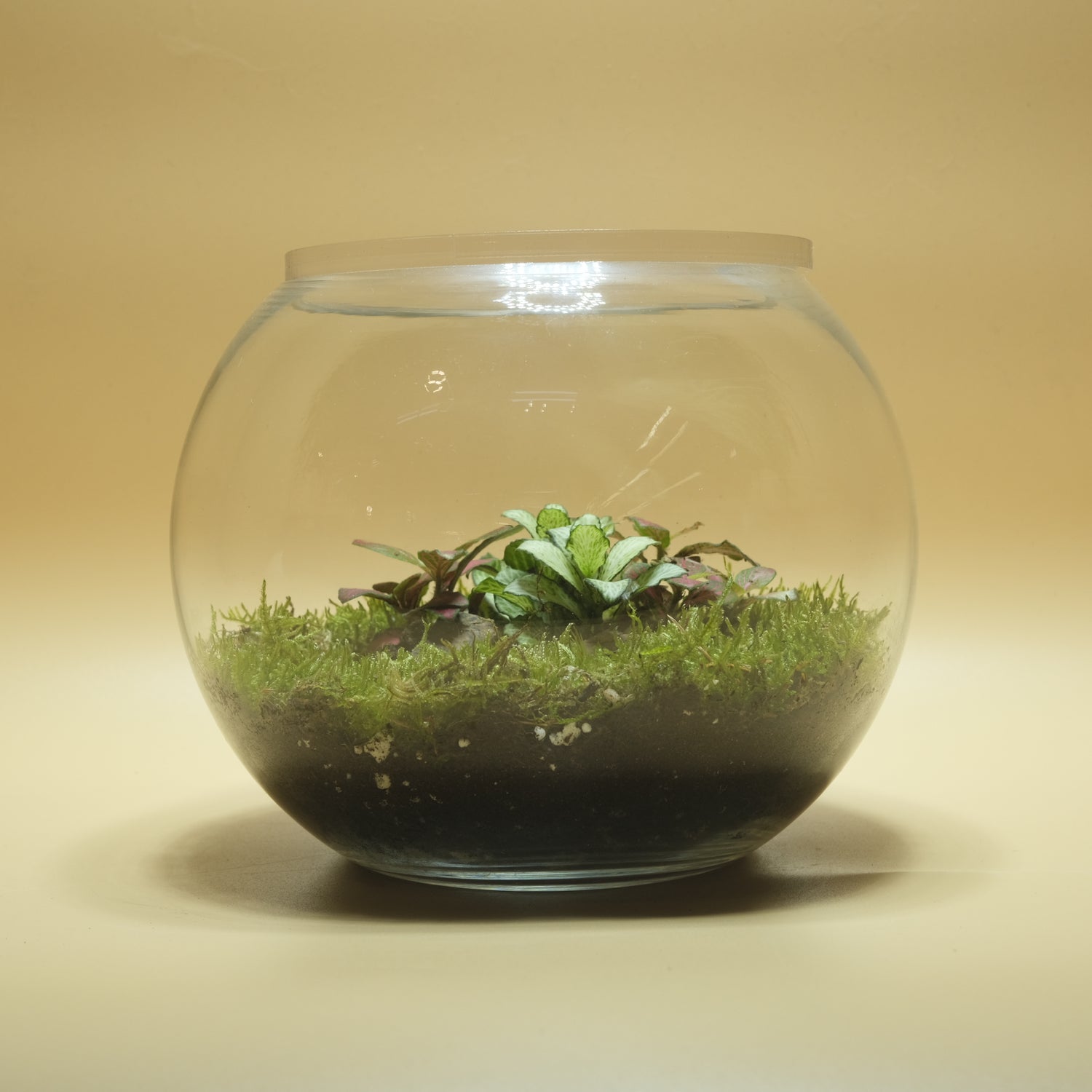 Landscape Bubble Terrarium