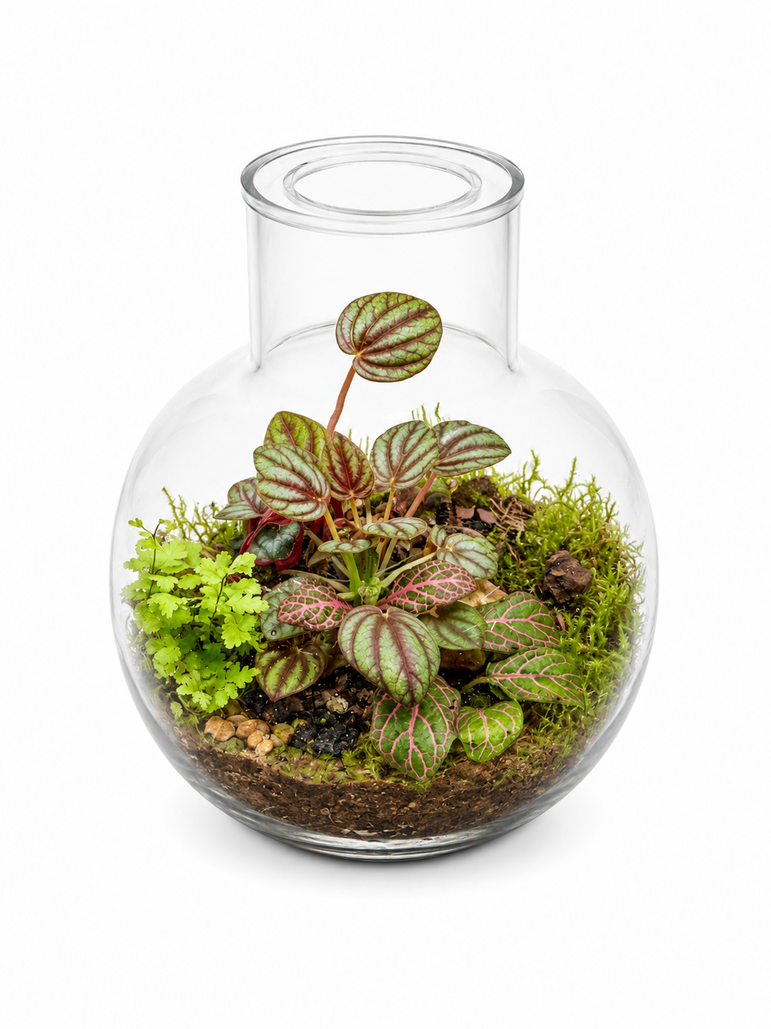 Blush Vein Closed Terrarium - Mini Ecosystem