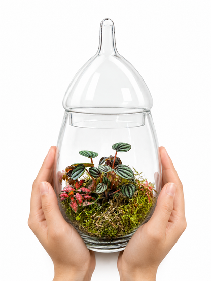 Peperomia Frost Closed Terrarium – Silver Ripple Tropical Ecosystem 32x15cm
