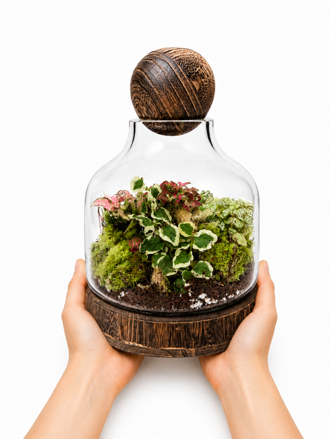 Variegated Creeping Fig (Ficus Pumila Variegata) Closed Terrarium – Decorative Glass Garden 28x18cm