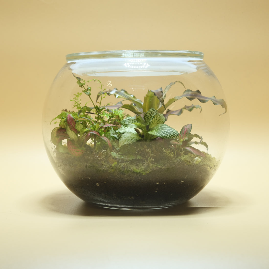 Vivid Chaos Bubble Terrarium