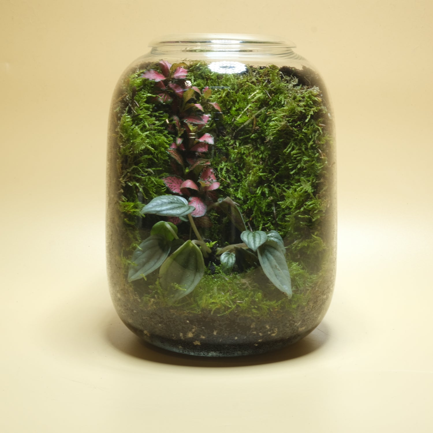 Secret Tiny Forest Terrarium