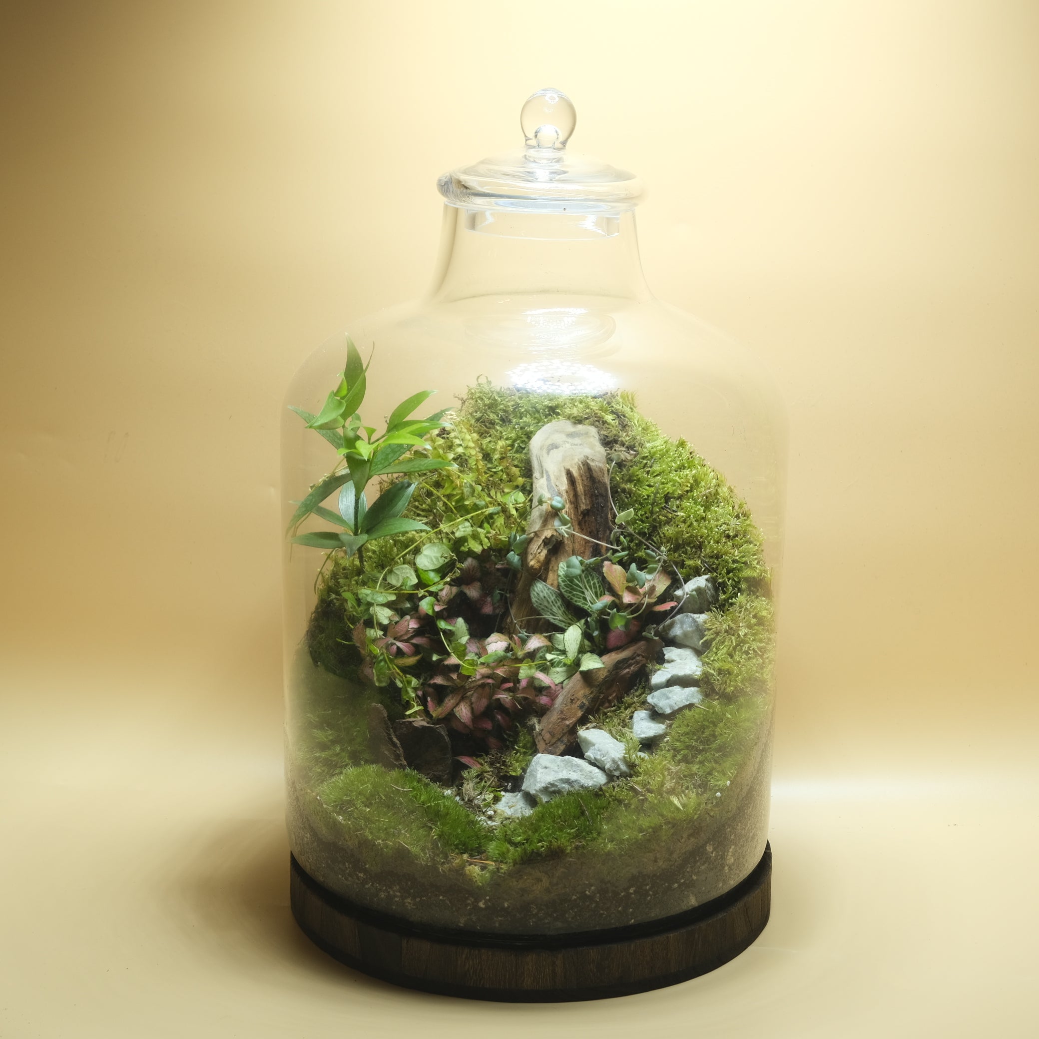 Beauty Birth Terrarium