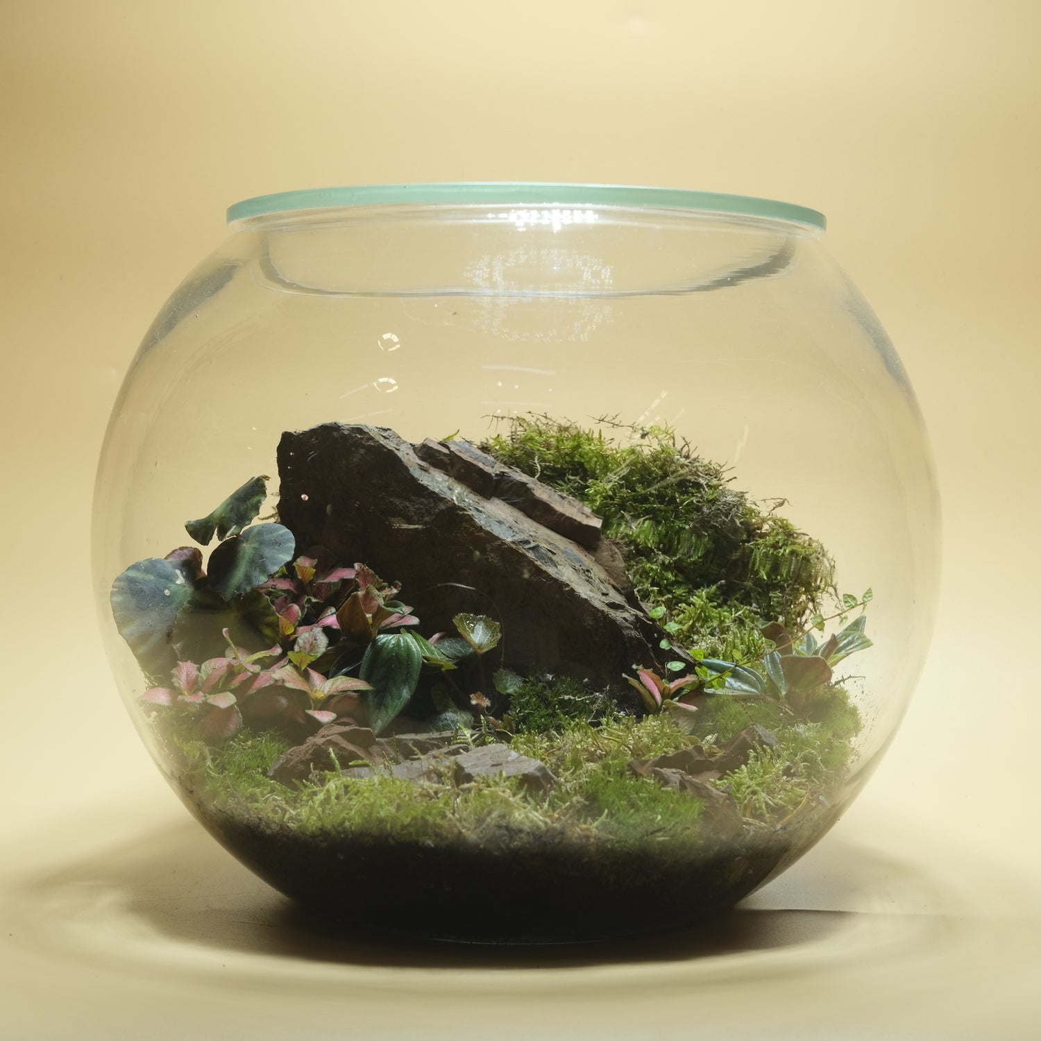 Solid Downhill Terrarium