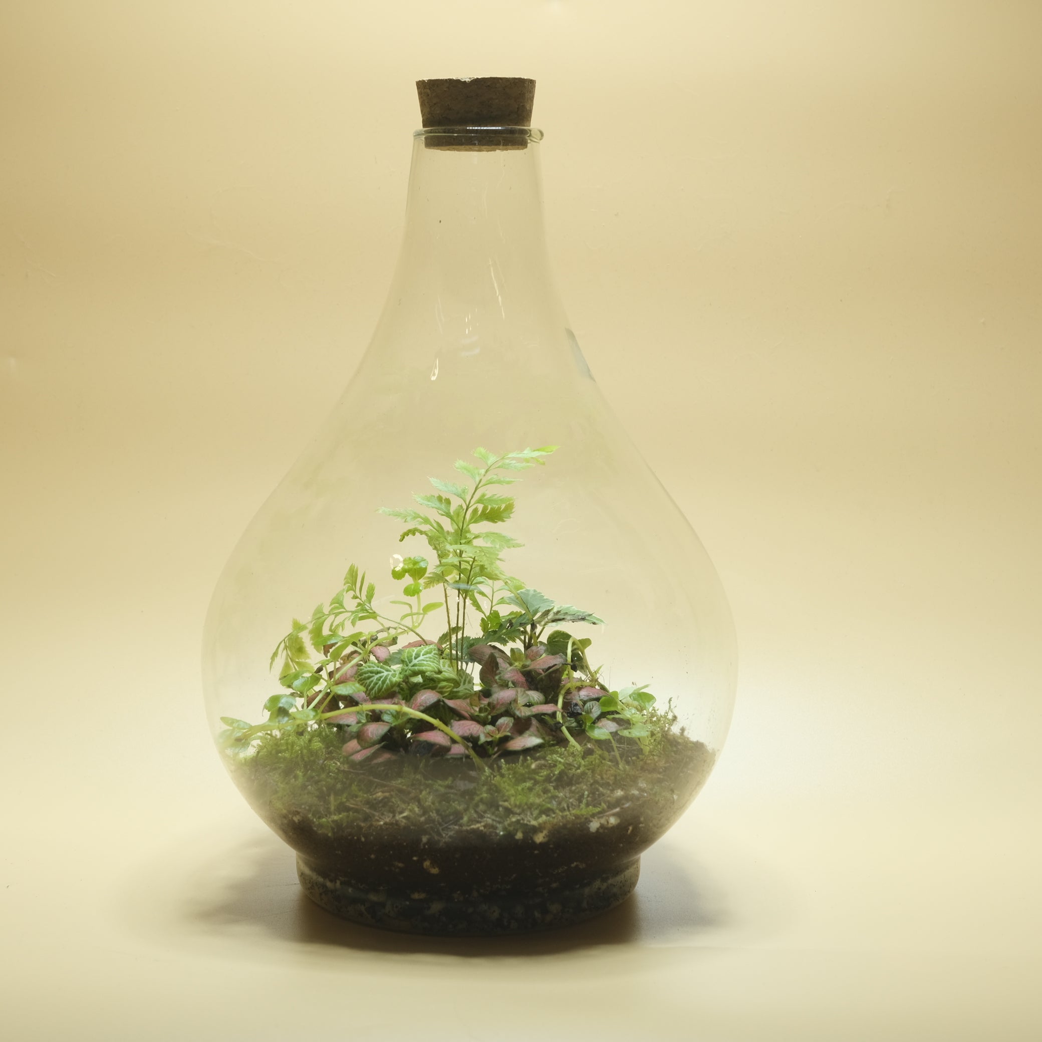 Live Forest Drop Terrarium