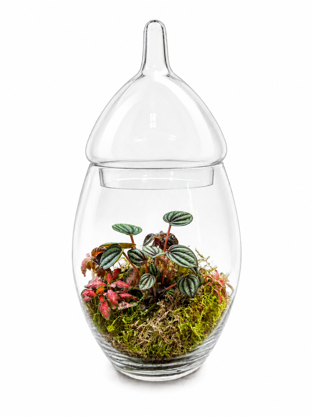 Peperomia Frost Closed Terrarium – Silver Ripple Tropical Ecosystem 32x15cm