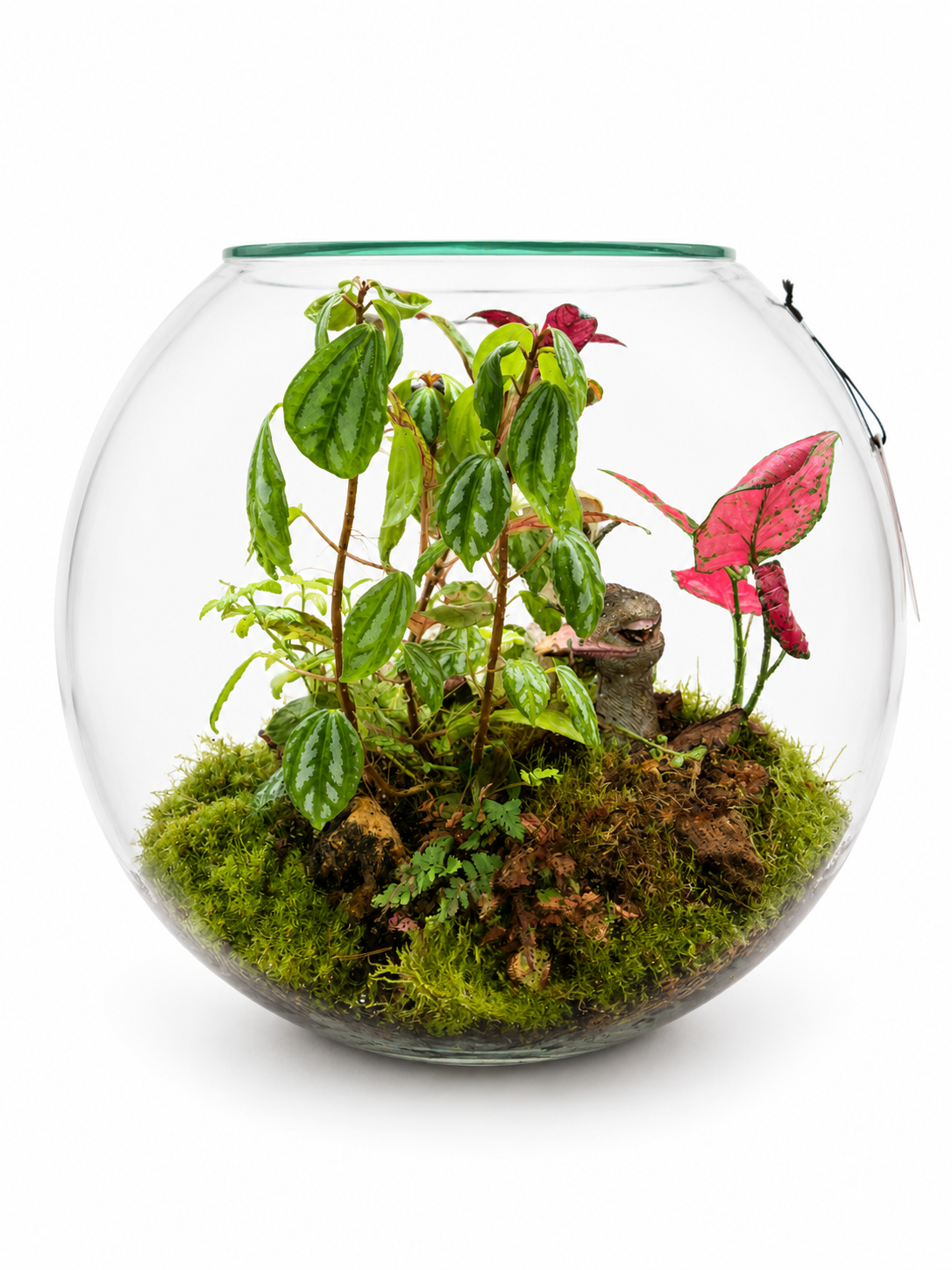 Pilea Moon Valley Closed Terrarium – Tropical Moss Garden with Pink Aglaonema Accent 35x40cm