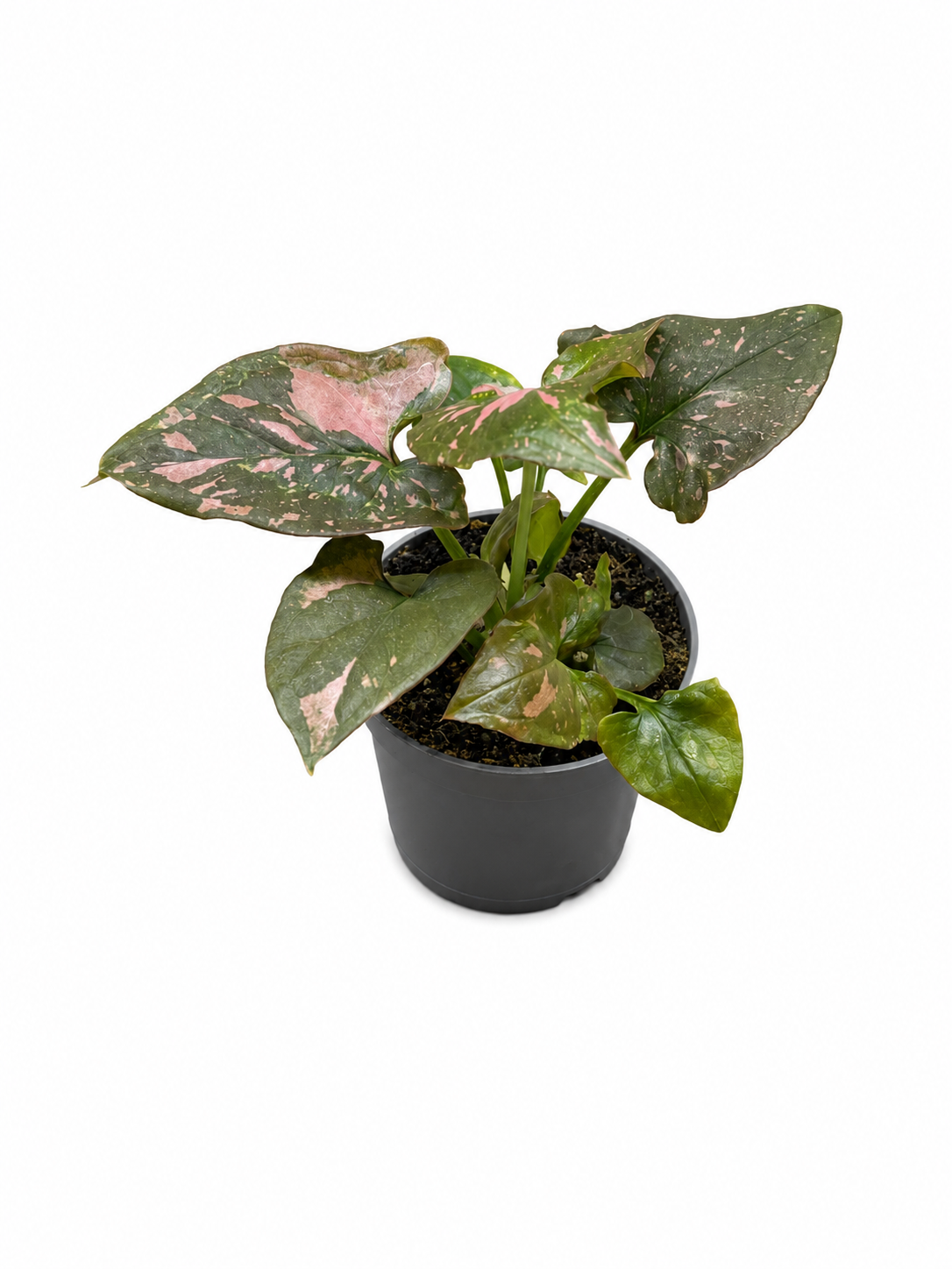 Pink Splash Syngonium Arrowhead Plant – Pink Variegated Tropical Indoor Plant