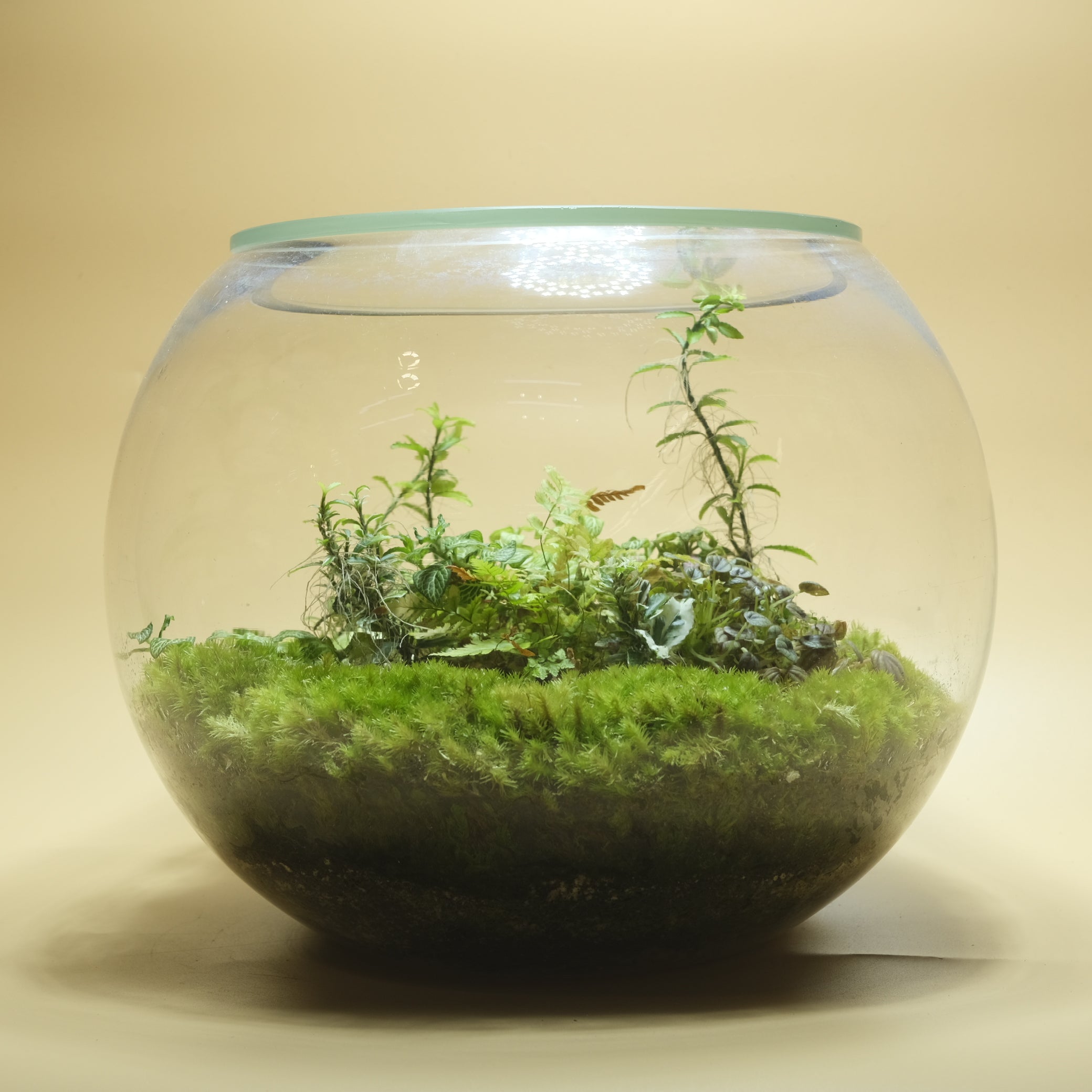 Green Hue Terrarium