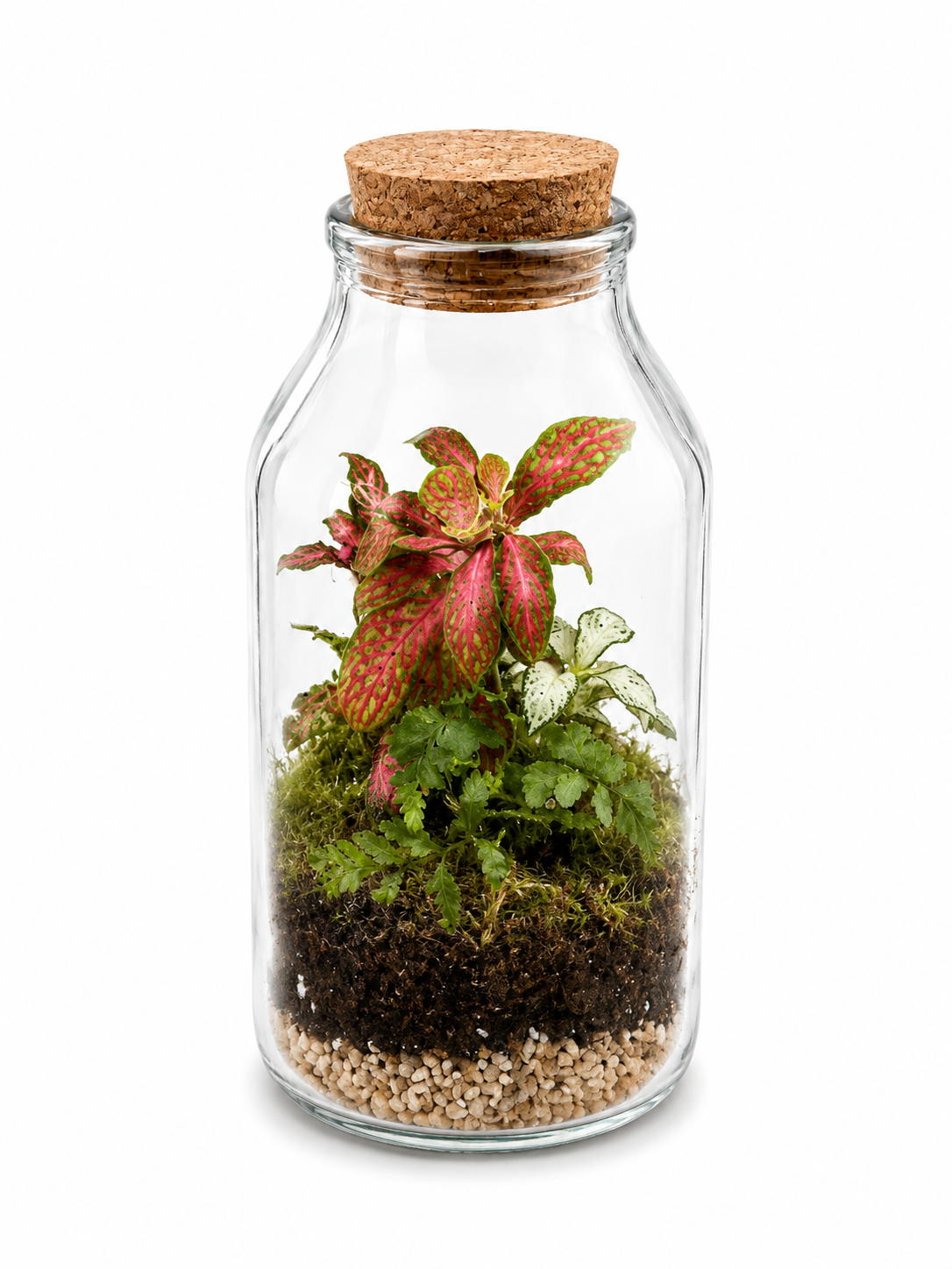 Pink Fittonia Fern Closed Terrarium in Cork Glass Bottle