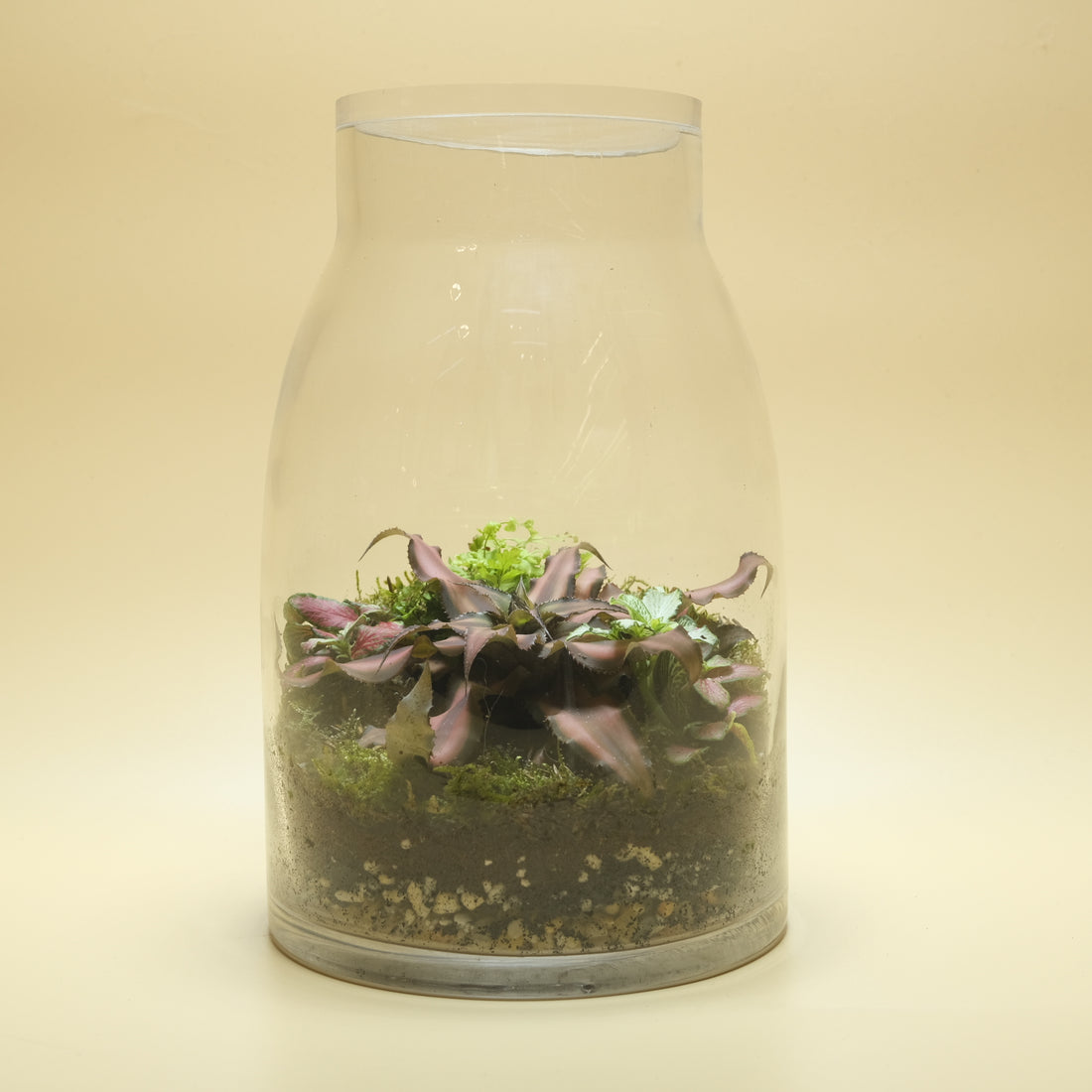 Spreading Beauty Terrarium