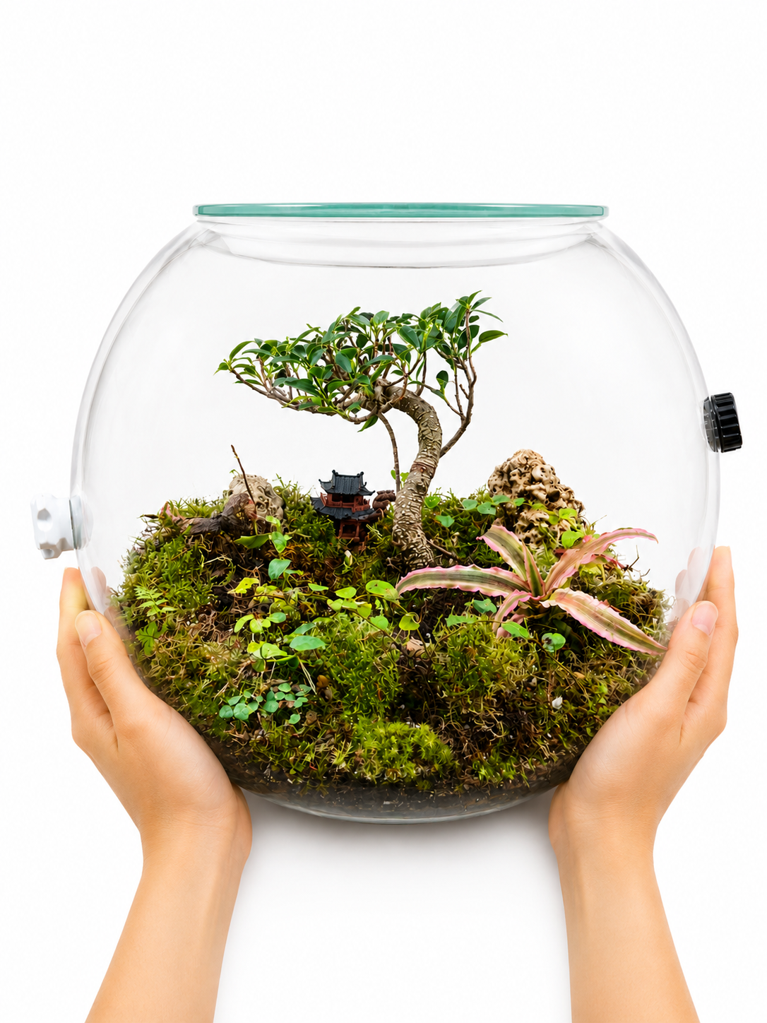 Ficus Microcarpa Bonsai Closed Terrarium – Miniature Zen Landscape in Glass 35x40cm