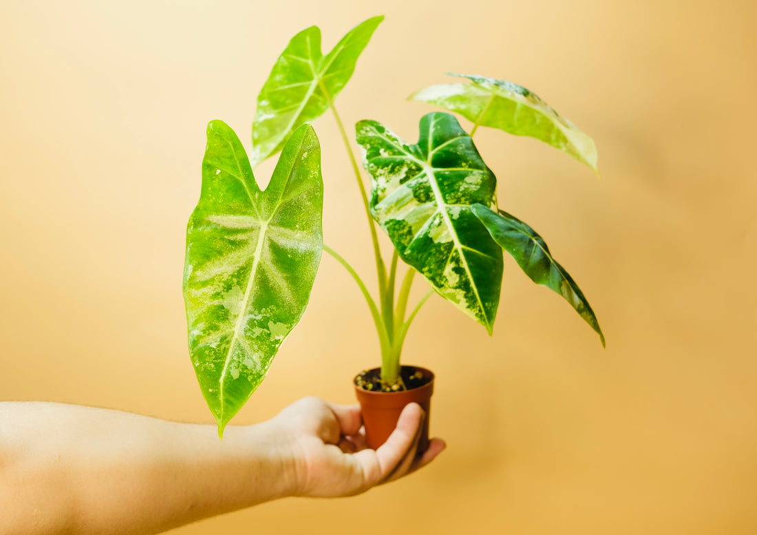 Alocasia Frydek