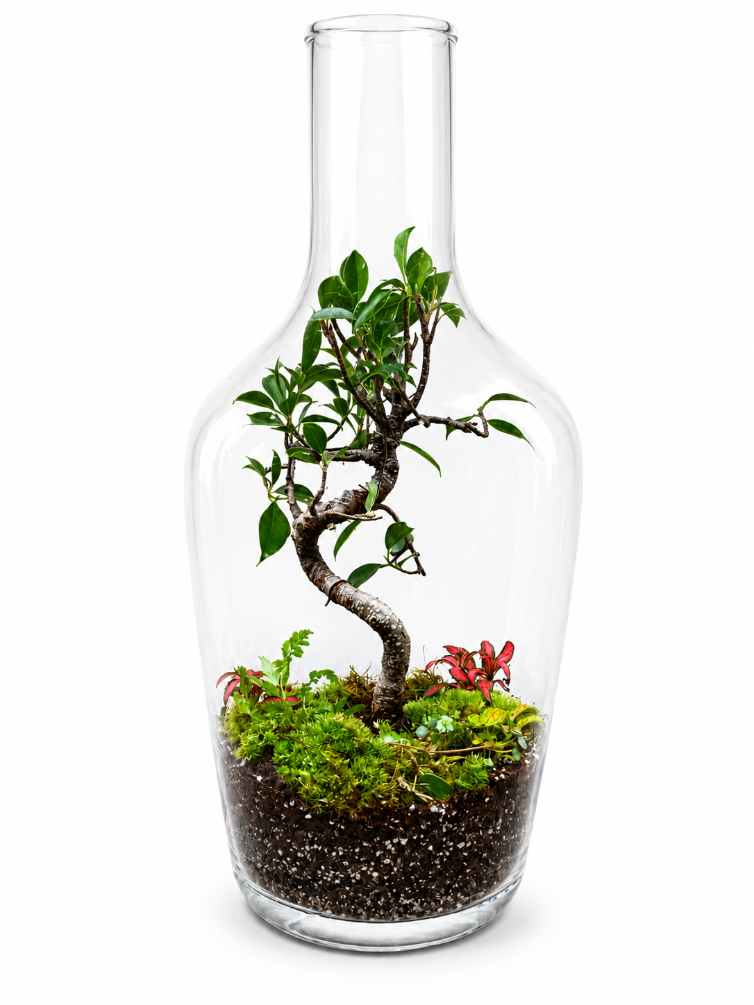 Forest Cottage Bonsai Closed Terrarium - Mini Ecosystem