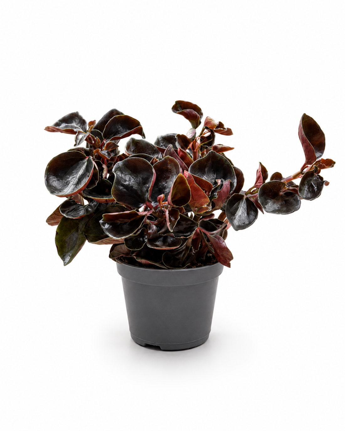 Peperomia Ruby Cascade – Dark Burgundy Trailing Indoor Plant
