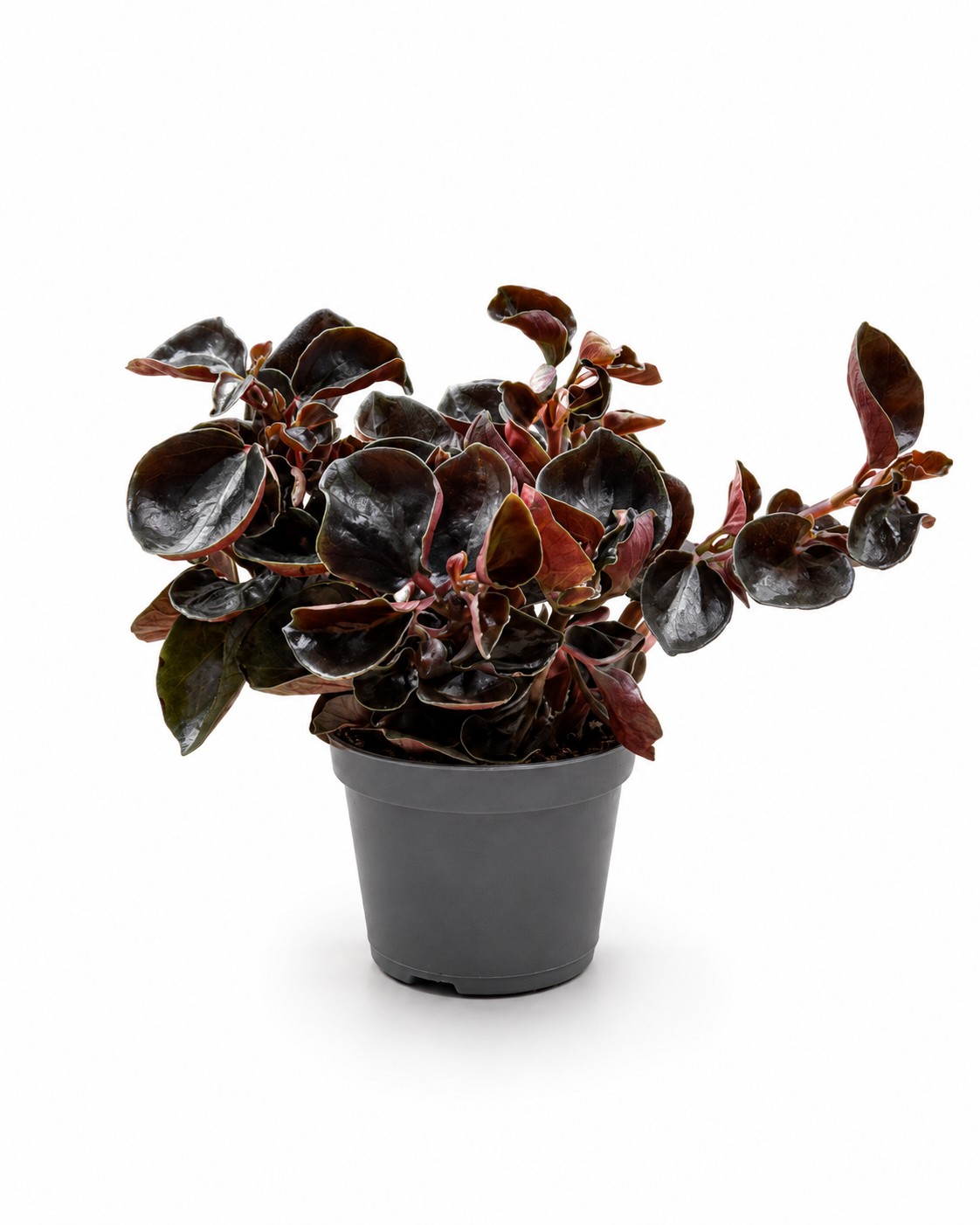 Peperomia Ruby Cascade – Dark Burgundy Trailing Indoor Plant