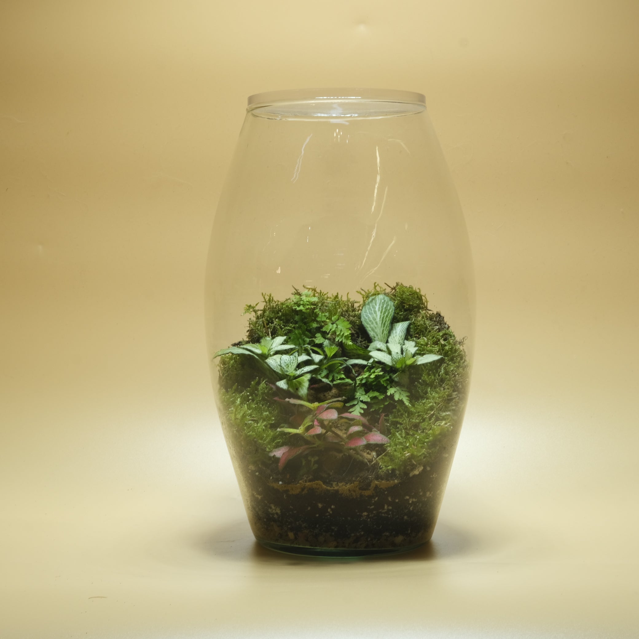 Beauty Origin Terrarium