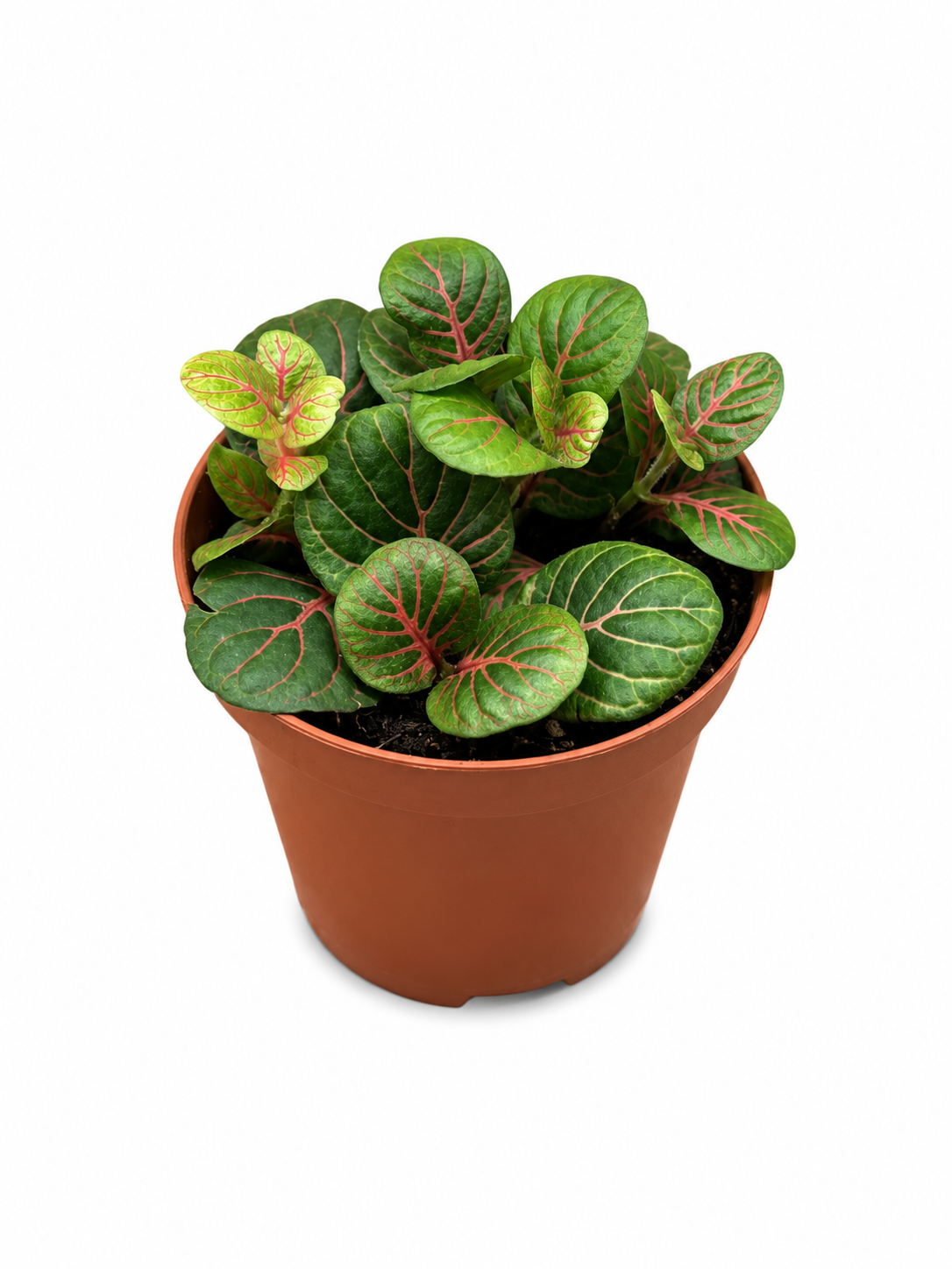 Fittonia Green Pink Vein Nerve Plant – Tropical Indoor Plant for Closed Terrariums