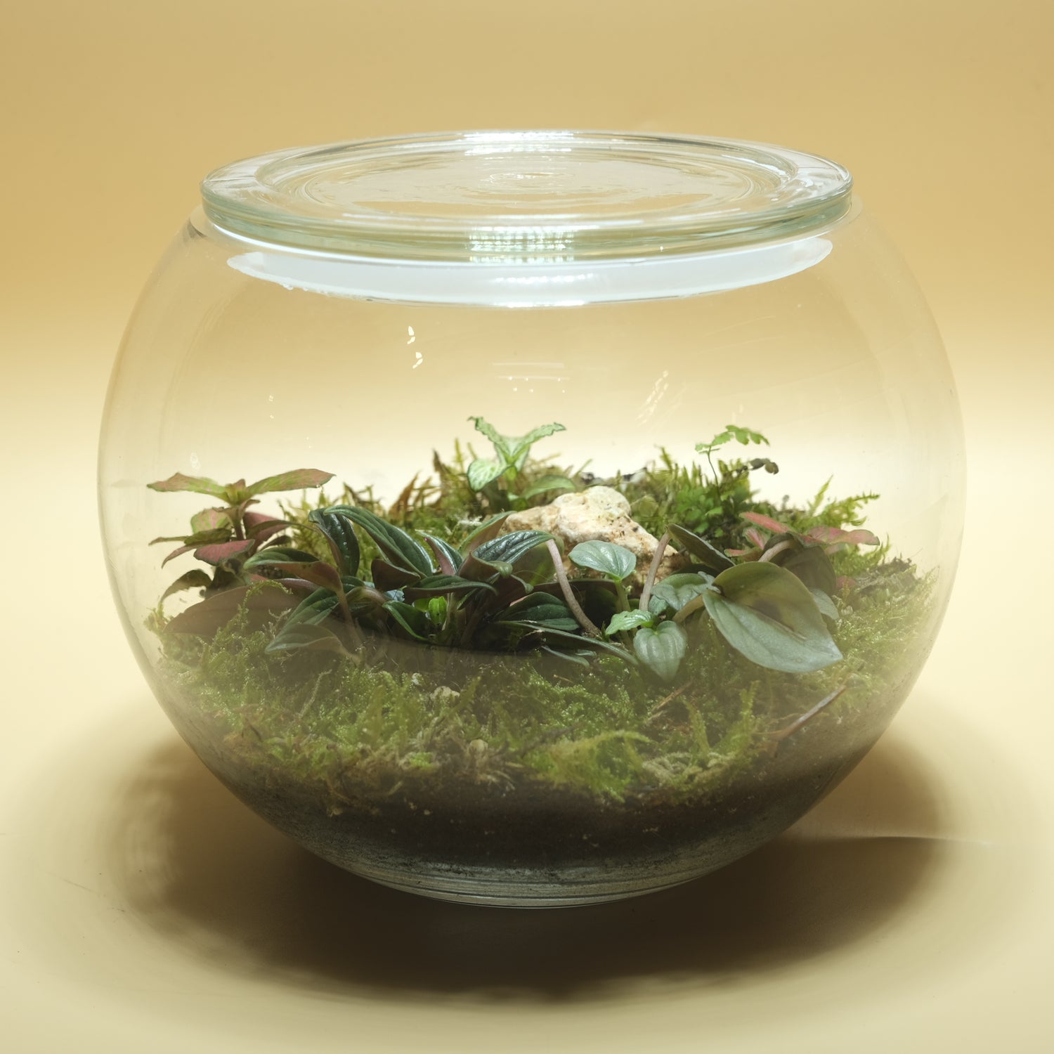 Mixed Bubble Terrarium