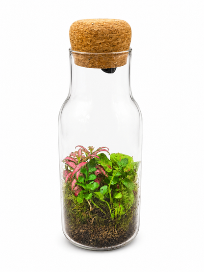 Pink Green Fittonia Bottle Closed Terrarium – Mini Tropical Ecosystem in Glass 22x8cm