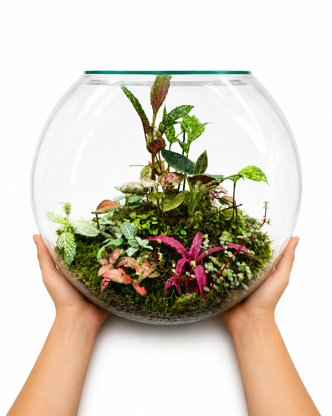 Red Cryptanthus Earth Star Closed Terrarium – Tropical Glass Ecosystem Garden 35x40cm