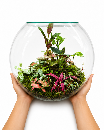 Red Cryptanthus Earth Star Closed Terrarium – Tropical Glass Ecosystem Garden 35x40cm