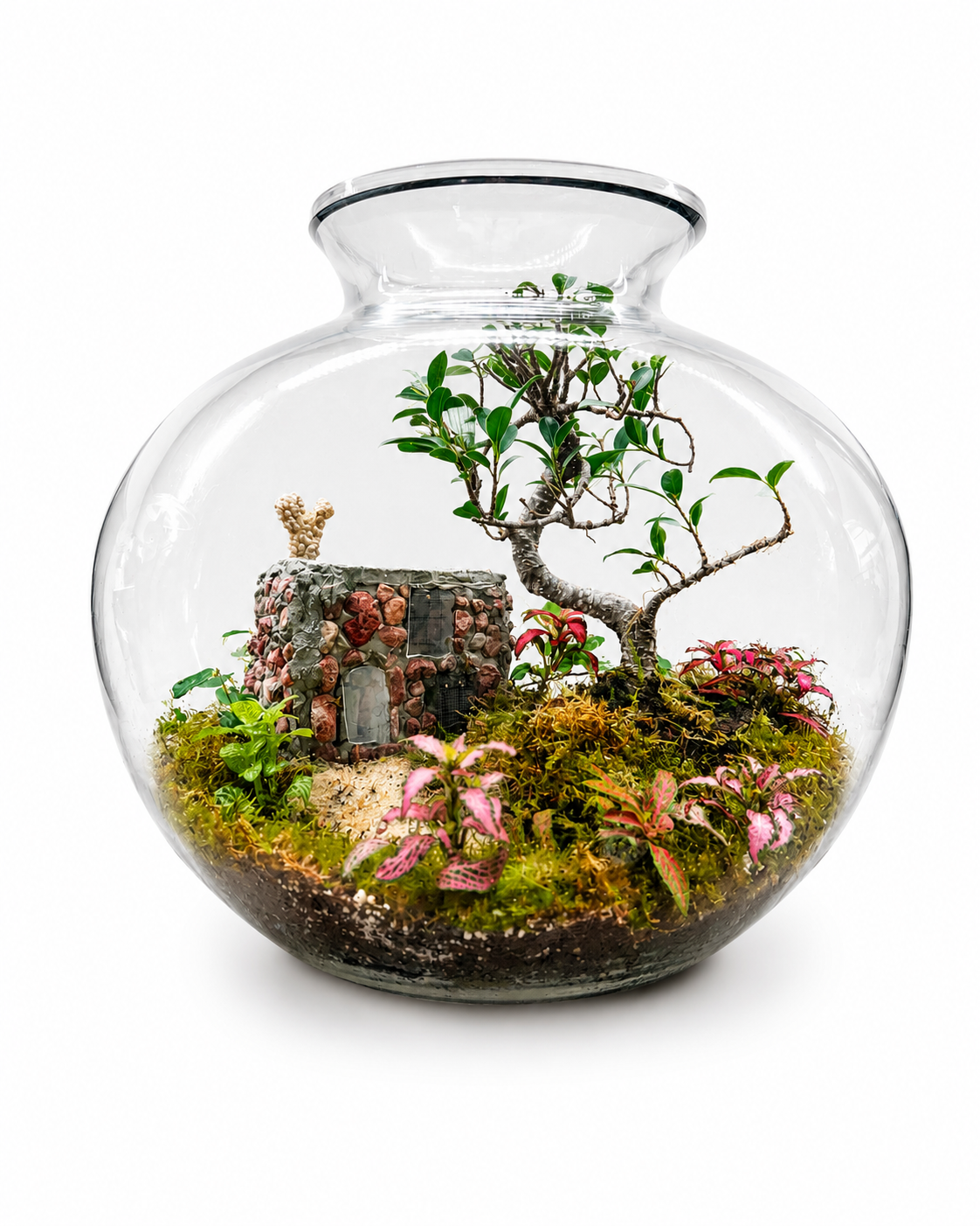 Mini House Ficus Ginseng Bonsai Closed Terrarium – Miniature Living Landscape in Glass 35x40cm