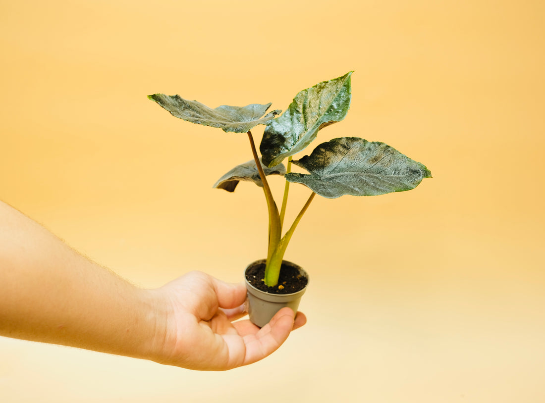 Alocasia Antoro Velvet