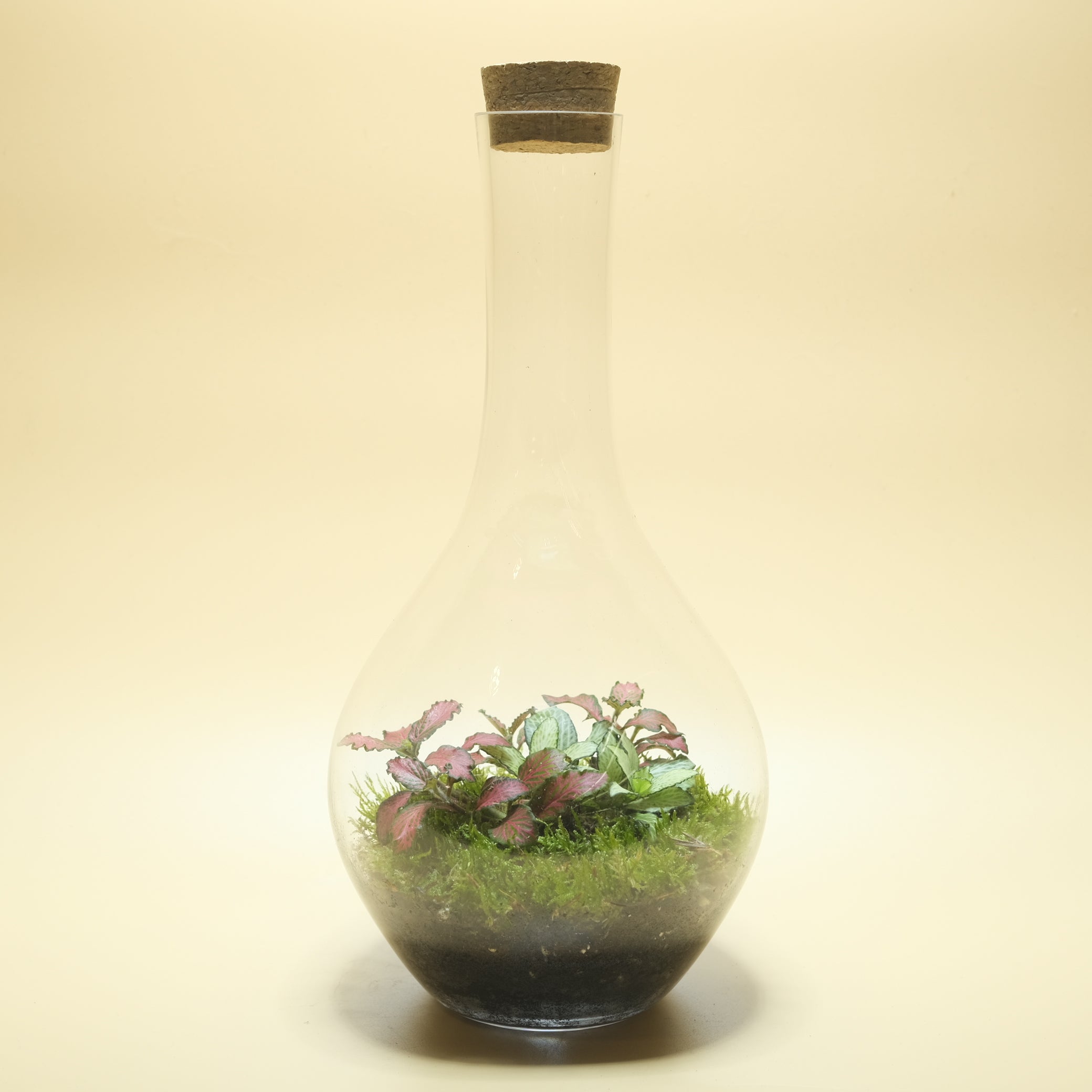 Gentle Heart Terrarium