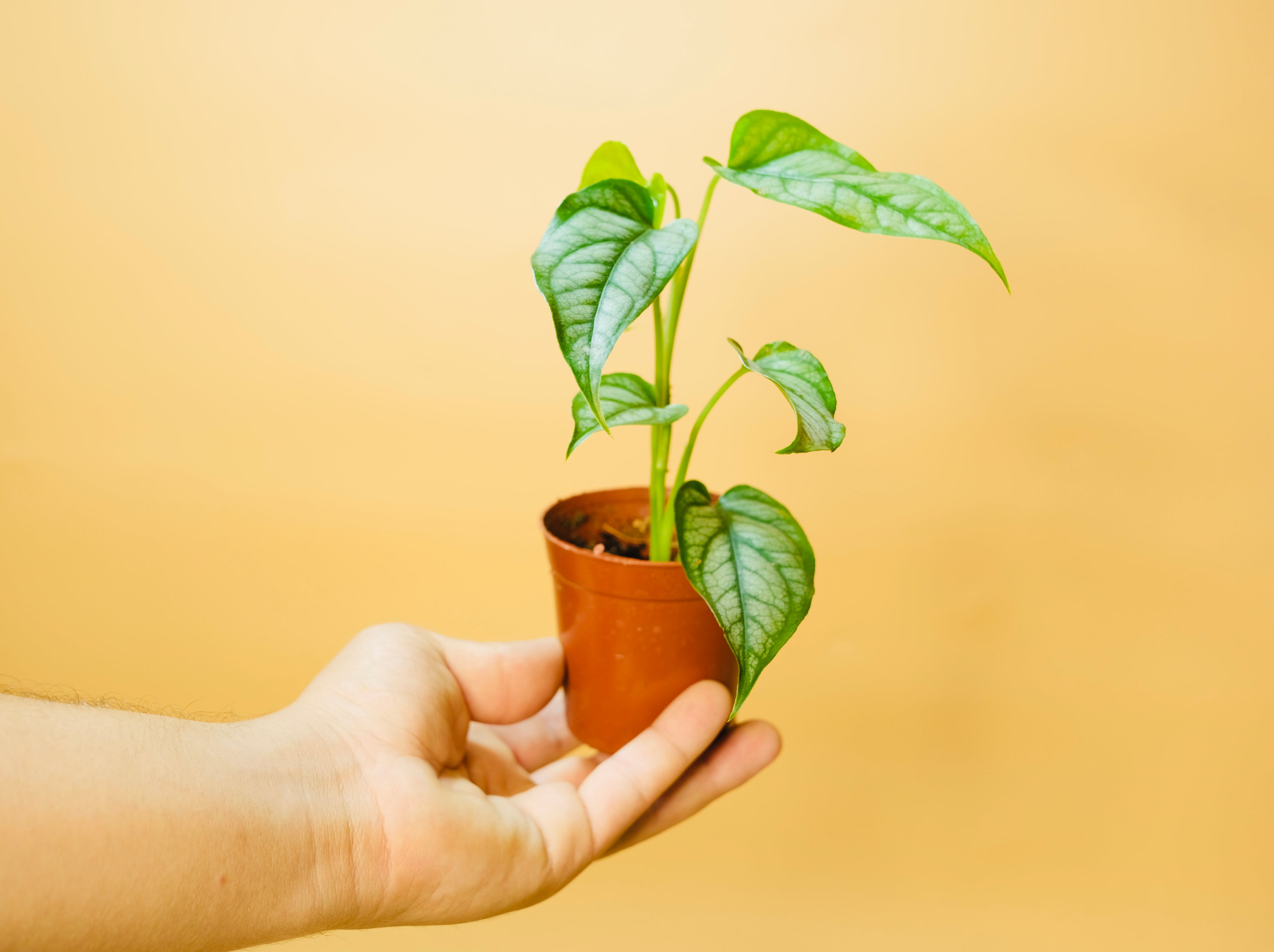 Monstera Siltepecana