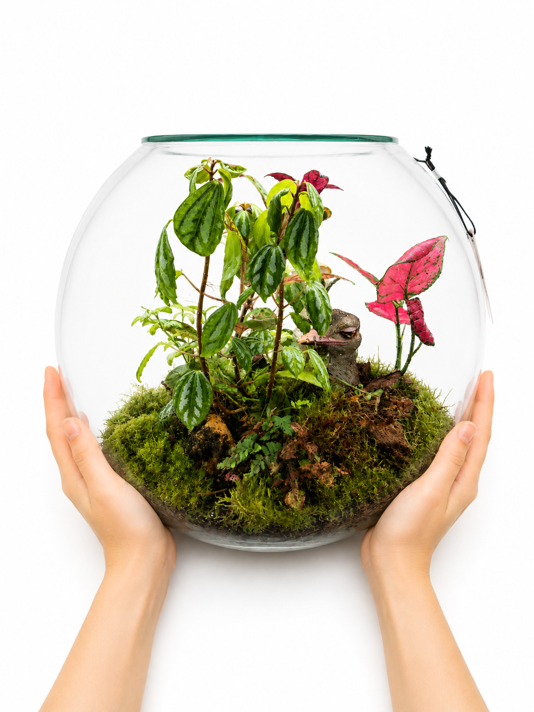 Pilea Moon Valley Closed Terrarium – Tropical Moss Garden with Pink Aglaonema Accent 35x40cm