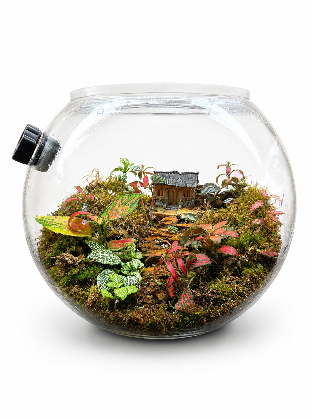 Pink Aglaonema Village Escape – Premium Closed Terrarium 22x25cm