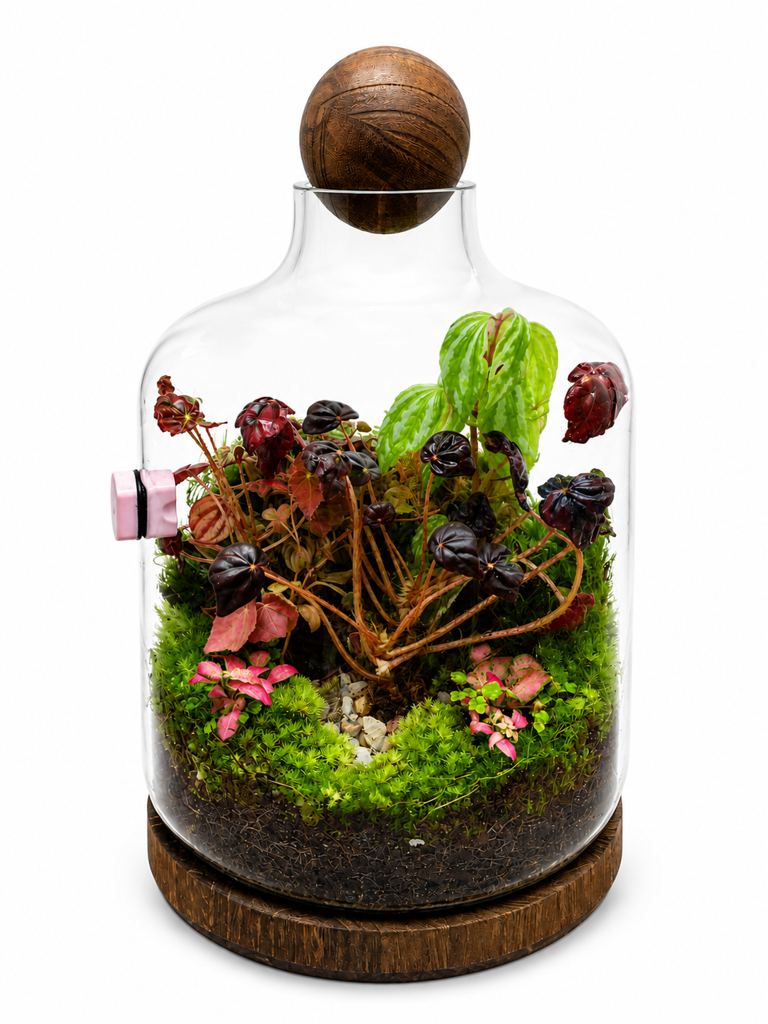 Emerald Ripple Peperomia Closed Terrarium – Handcrafted Closed Moss Ecosystem