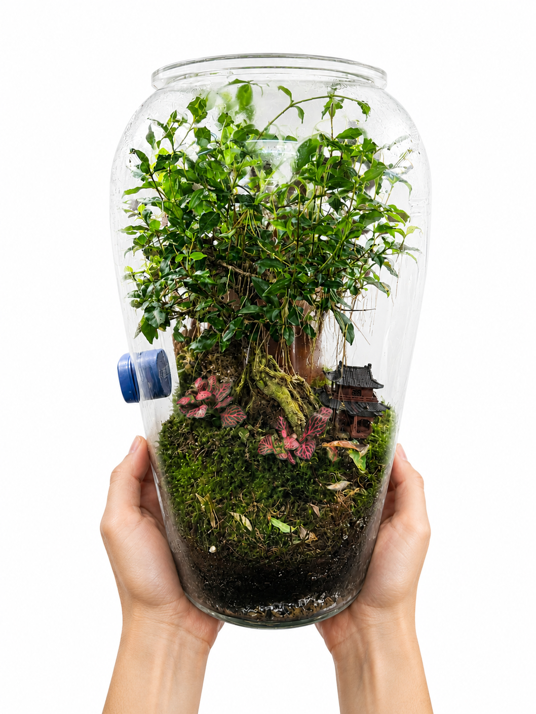 Ficus Microcarpa Bonsai Closed Terrarium – Miniature Forest Ecosystem in Glass 40x25cm