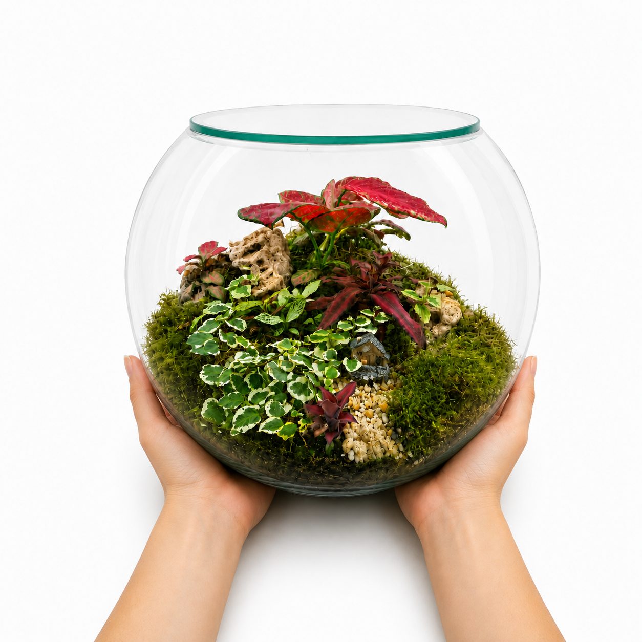 Aglaonema Red Valentine Closed Terrarium – Premium Tropical Glass Ecosystem 30x25cm