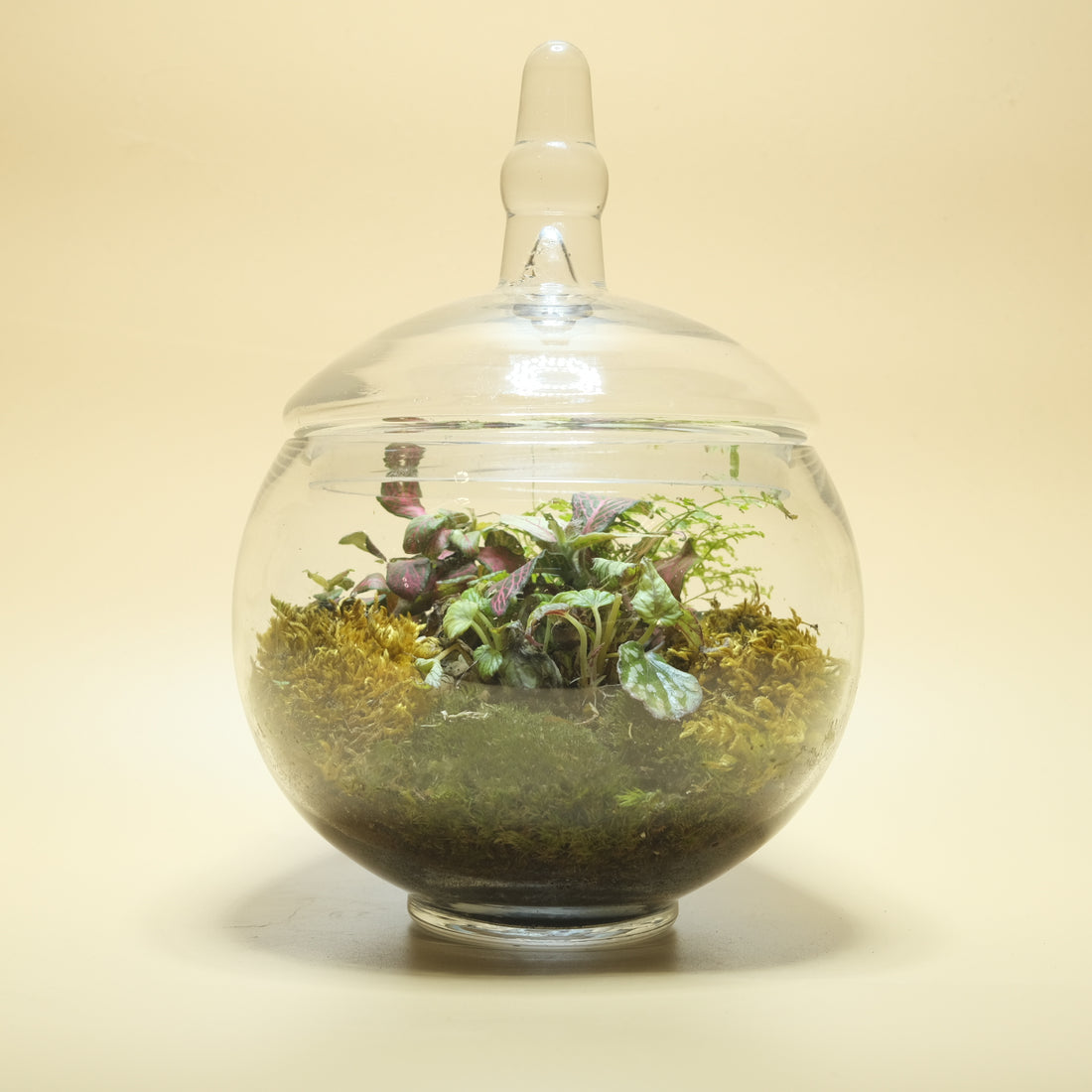 Gold Land Terrarium