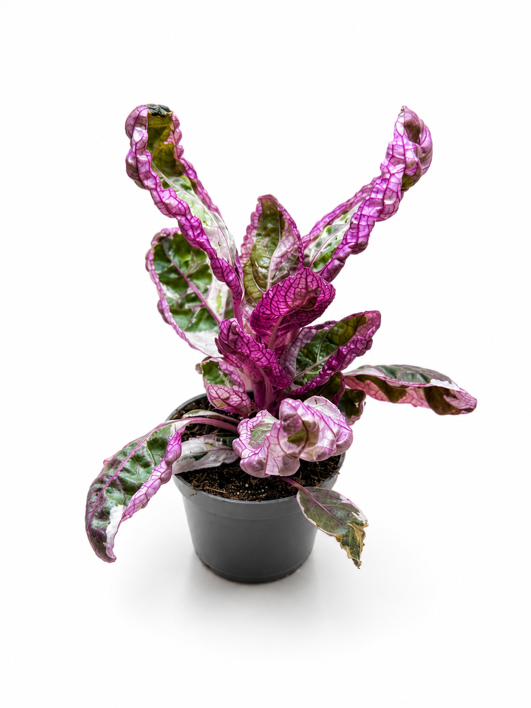 Snow White Alternanthera Plant – Beautiful Pink &amp; White Foliage for Indoors and Terrariums