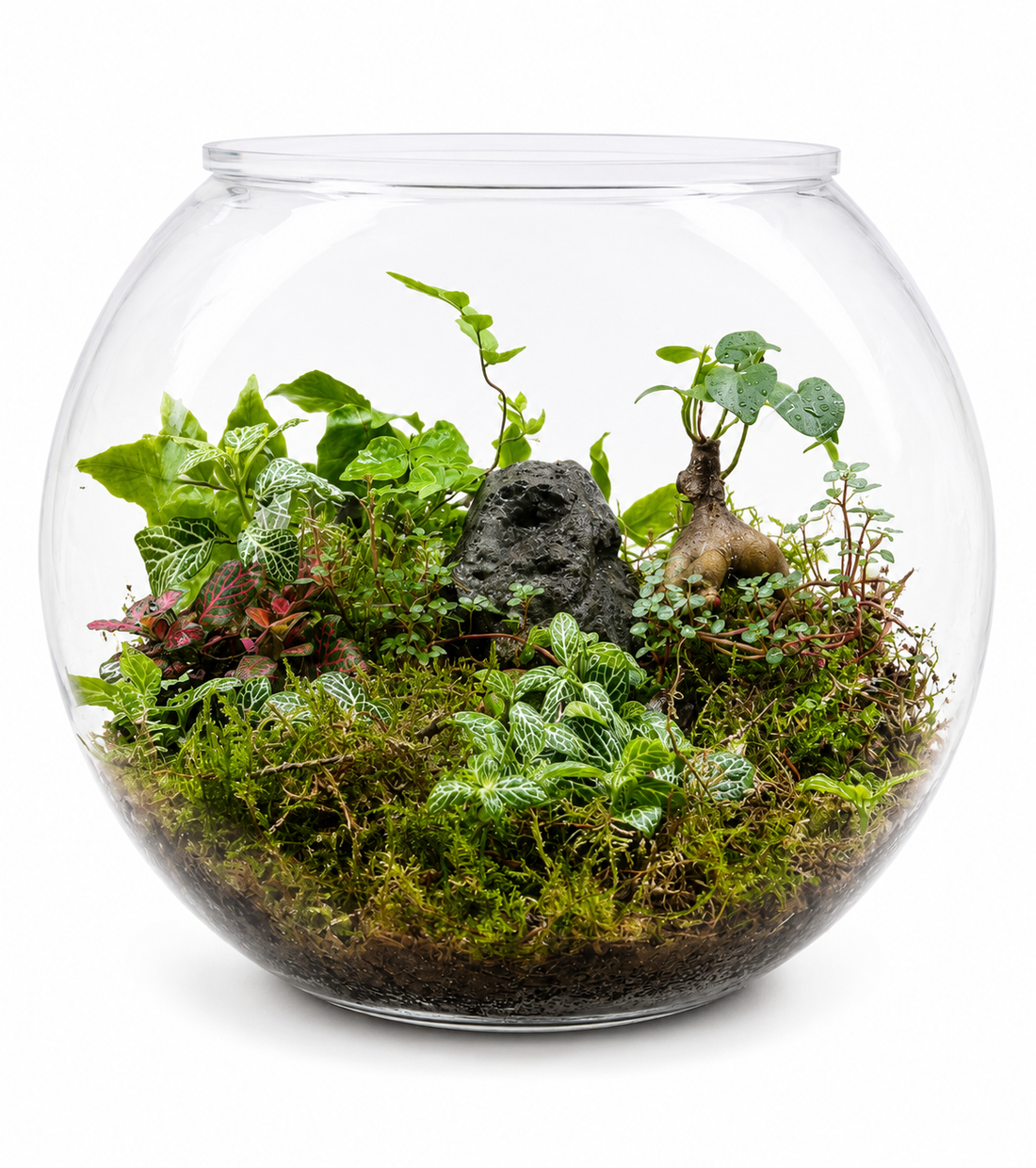 Emerald Grove Closed Terrarium - Mini Ecosystem