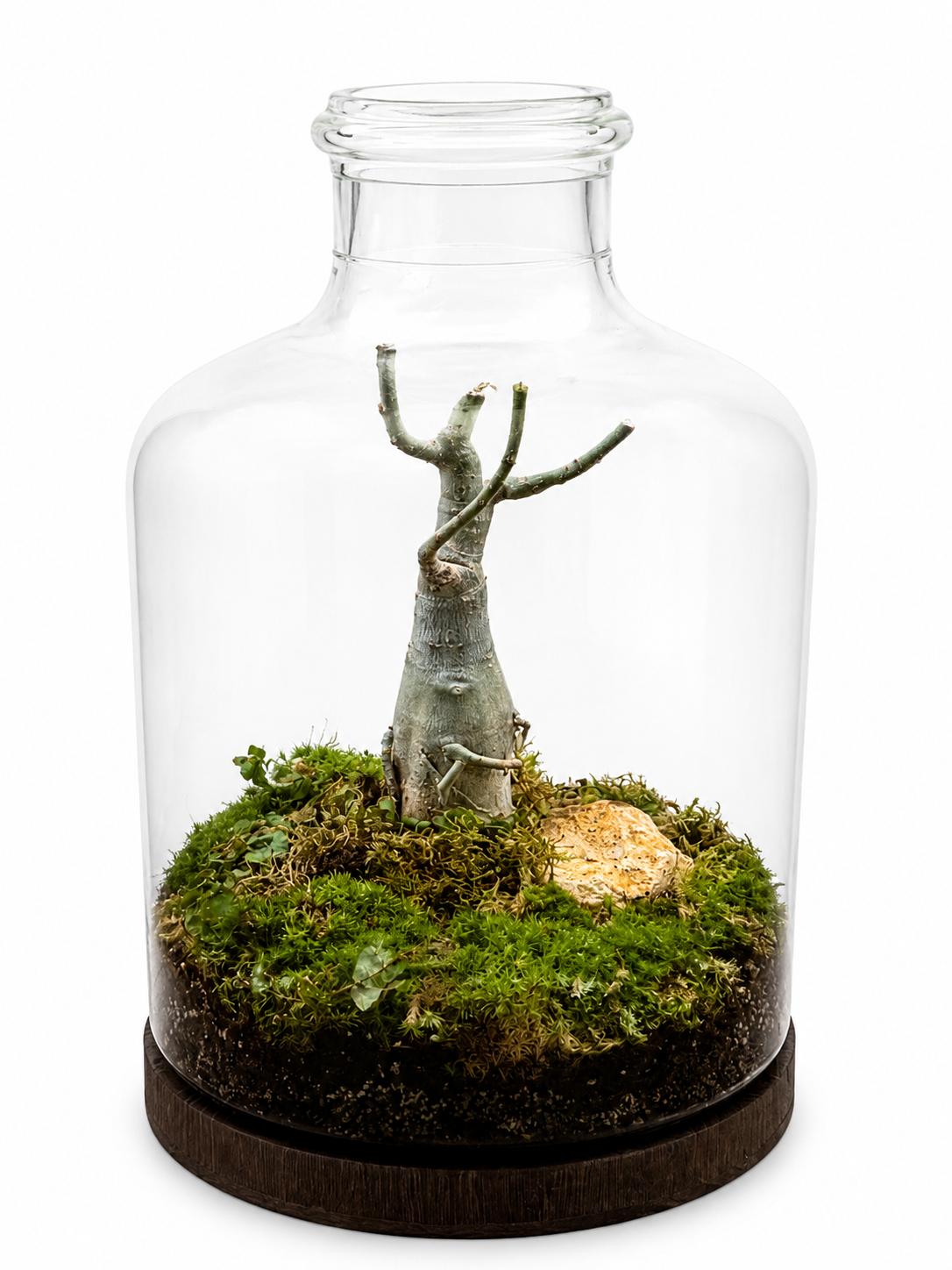 Desert Whisper Ginseng Ficus Bonsai Closed Terrarium – Minimalist Moss Landscape in Glass