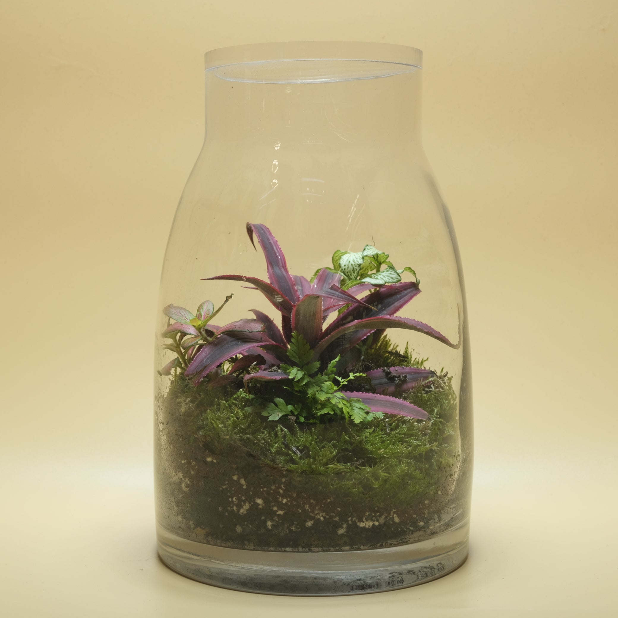 Glory Terrarium