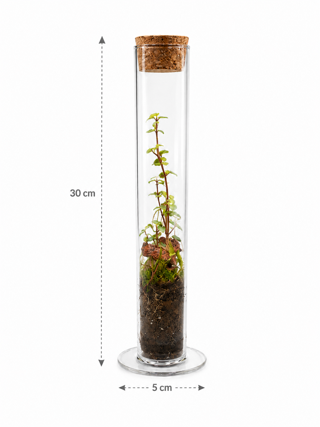 Peperomia Rotundifolia Mini Bottle Closed Terrarium – Mini Ecosystem with Trailing Foliage 30x5cm